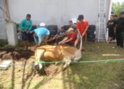 Iduladha 1447 H tahun 2026, Tabengan Kurban 3 Sapi dan 2 Kambing