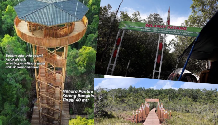 Menara Pandang Hutan Hujan di Kereng Bangkirai