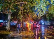 BPBD Palangka Raya Evakuasi Pohon Tumbang
