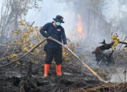 29,04 HEKTARE LAHAN TERBAKAR-BPBD Palangka Raya Tangani 13 Kejadian Sehari