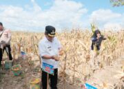 Bupati Wiyatno: Jagung Jadi Pendukung Ketahanan Pangan Daerah