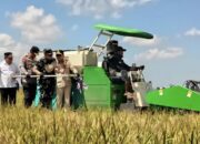 25.817 HEKTARE DI DESA TERUSAN MULYA-Gubernur, Pangdam, Kapolda dan Bupati Panen Raya