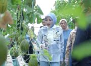 Ketua TP PKK Kalteng Dorong Ketahanan Pangan Keluarga Melalui Pemanfaatan Pekarangan Produktif