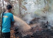 KARHUTLA TUMBANG NUSA-Gambut Dalam dan Minim Air, Tim Berjibaku Tahan Api 