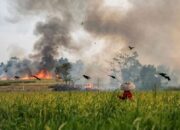 Tanaman Padi Warga Terbakar, Karhutla Pulpis Capai 387,46 Hektare
