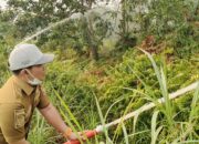Api Dekati Permukiman, Bupati Ahmad Rifa’i Turun Langsung Padamkan Karhutla