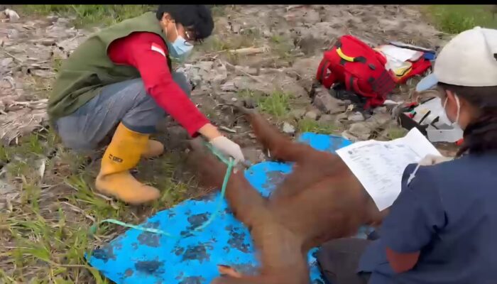 BKSDA SKSDA Wilayah II Pangkalan Bun Rescue Induk dan Anak Orangutan Terjebak Karhutla di Medangsari