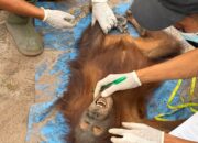 Orangutan Seberat 24 Kg Bersama Anaknya Dievakuasi dari Lahan Berkas Terbakar 
