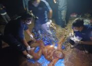 Bertahan di Lahan Terbakar, Induk dan Anak Orangutan Diselamatkan