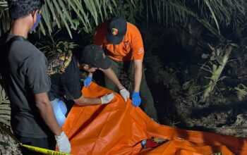 GEGER! Temuan Mayat Membusuk di Kebun Sawit